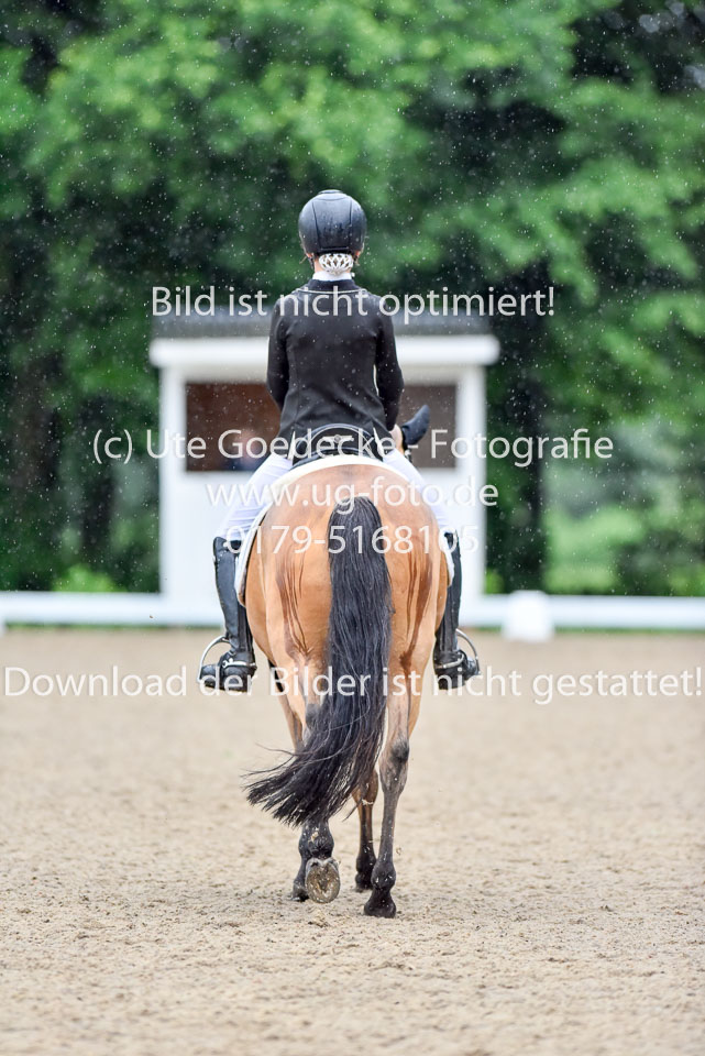 Holtfreter,-Marie---Pegasus-Forever-_03.jpg
