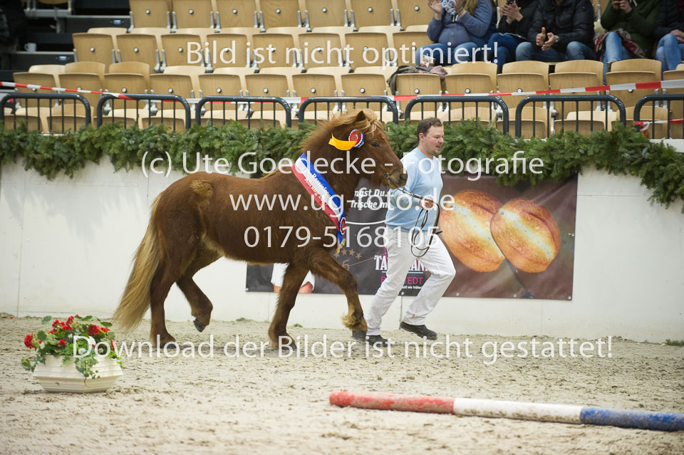 Amadeus-vom-Heesberg_20.jpg