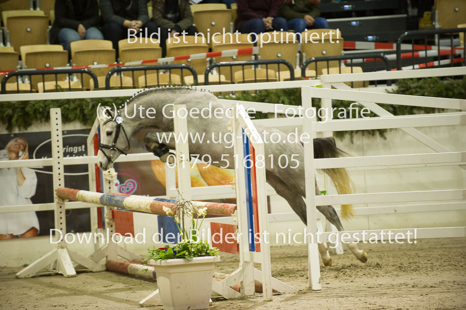 Bomgaardens-Bobby_4.jpg