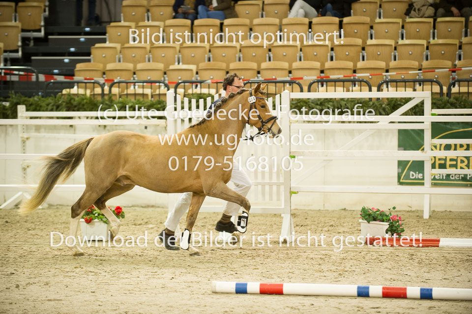 Chesnut_06.jpg