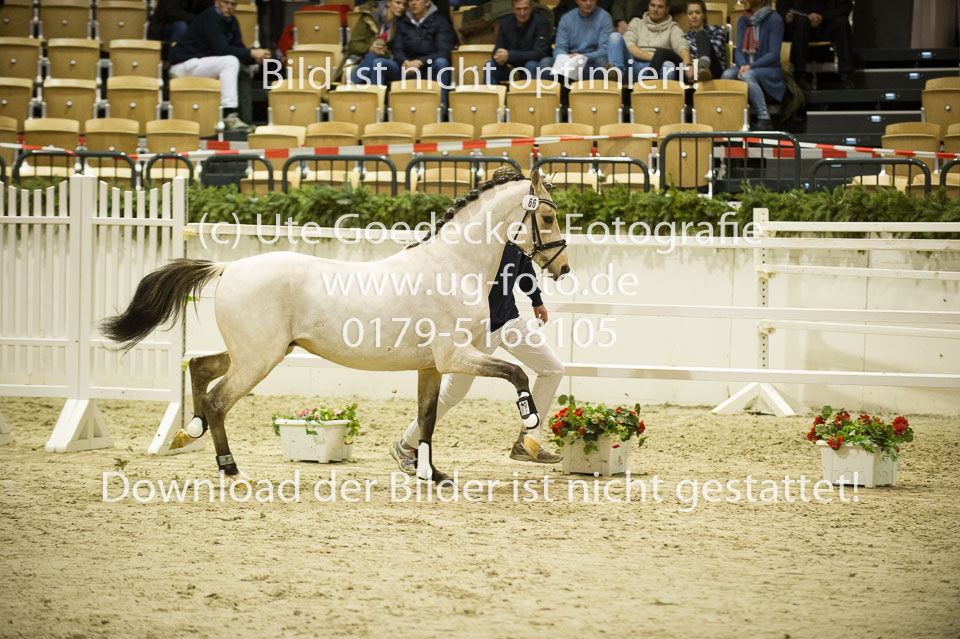 Grenzhoehes-Drago_04.jpg