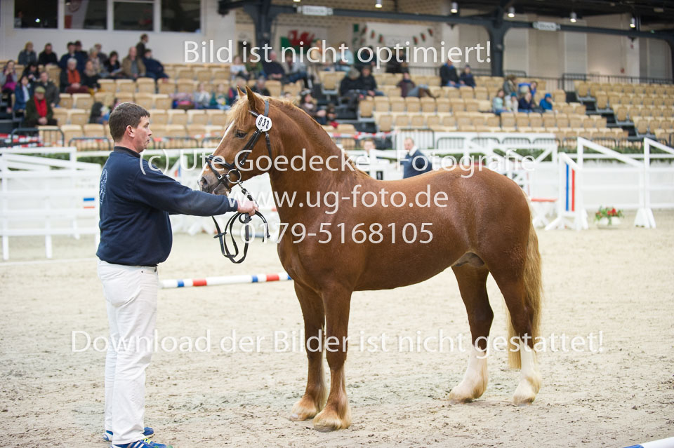 Holsteins-Lord_04.jpg