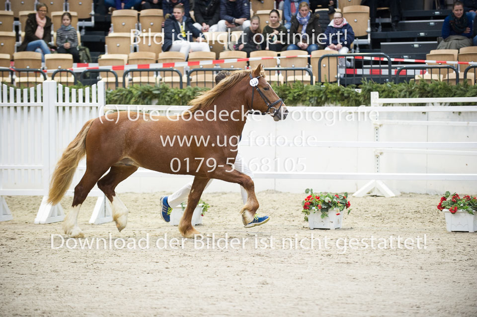 Holsteins-Lord_10.jpg