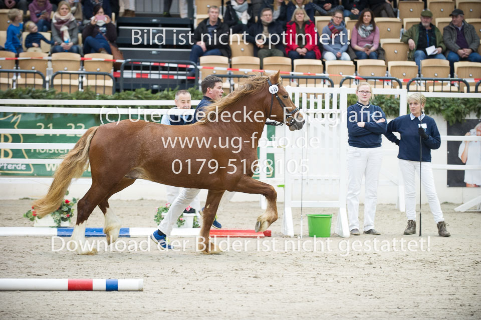 Holsteins-Lord_13.jpg