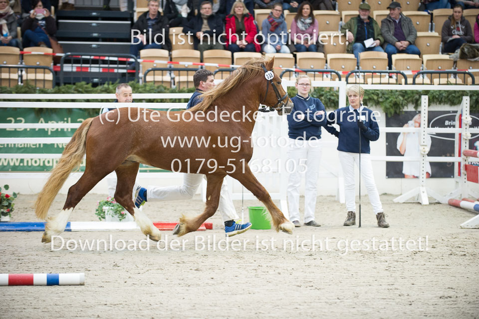 Holsteins-Lord_14.jpg