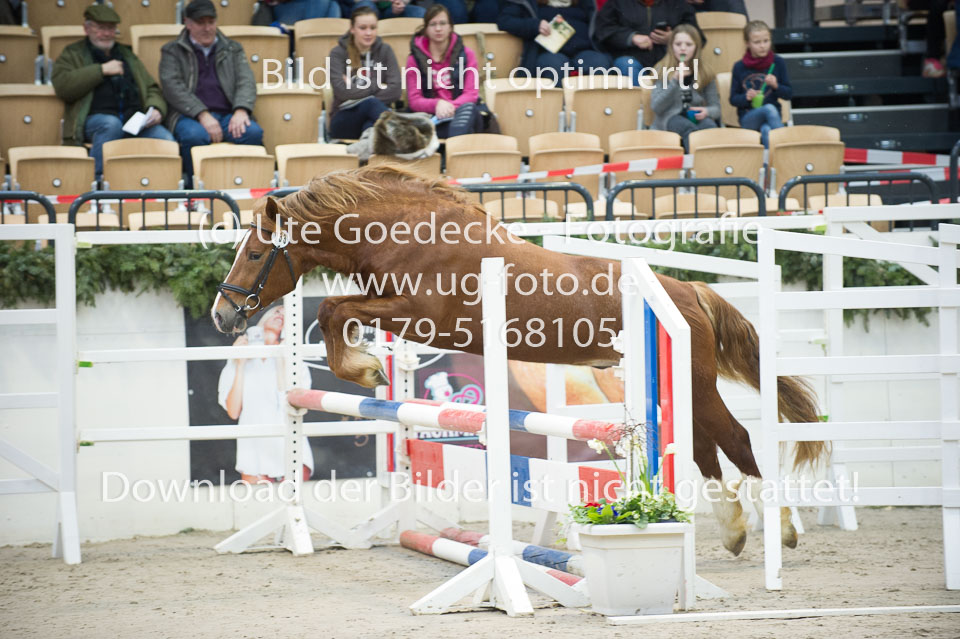 Holsteins-Lord_17.jpg