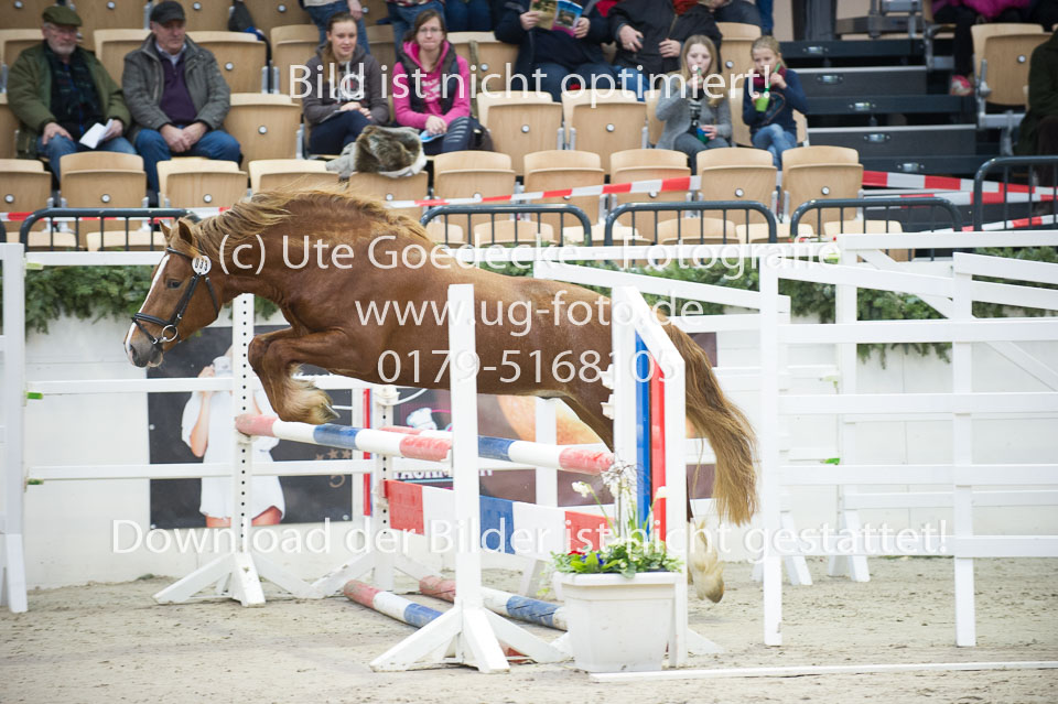 Holsteins-Lord_18.jpg