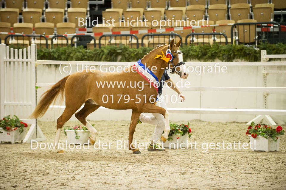 Steendieks-Candillo-_5.jpg