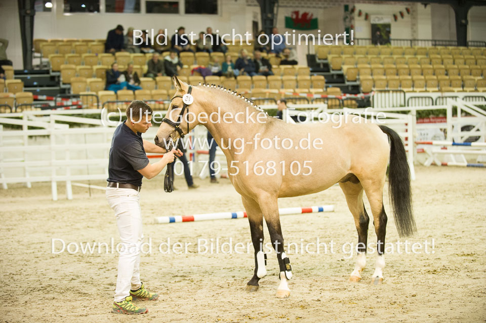 Steendieks-Concerto-_01.jpg