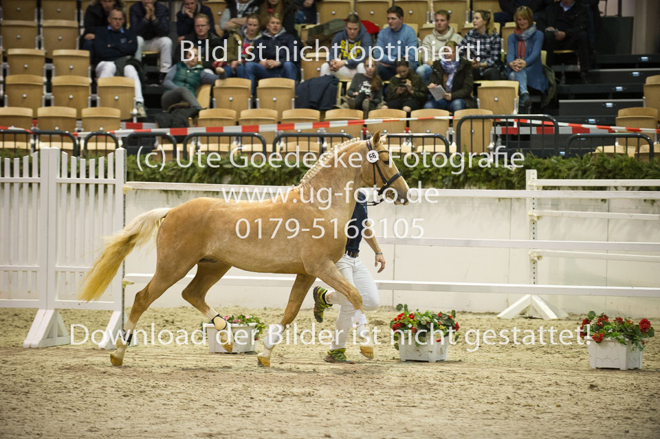 Steendieks-Dali-Gold_04.jpg