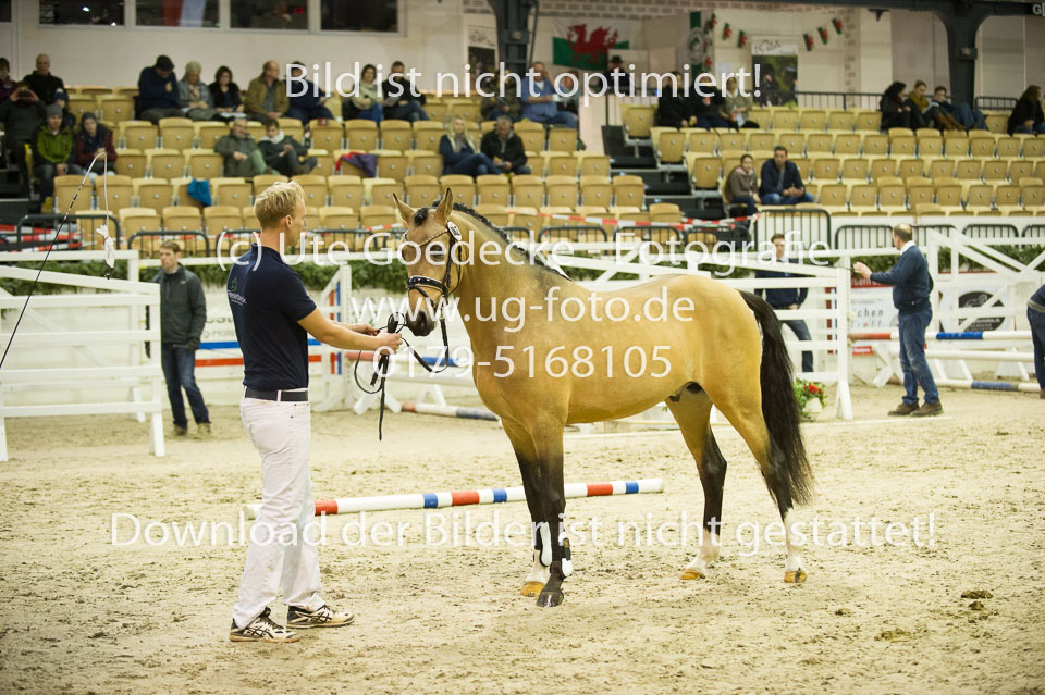 Steendieks-Dream-of-Gold_01.jpg