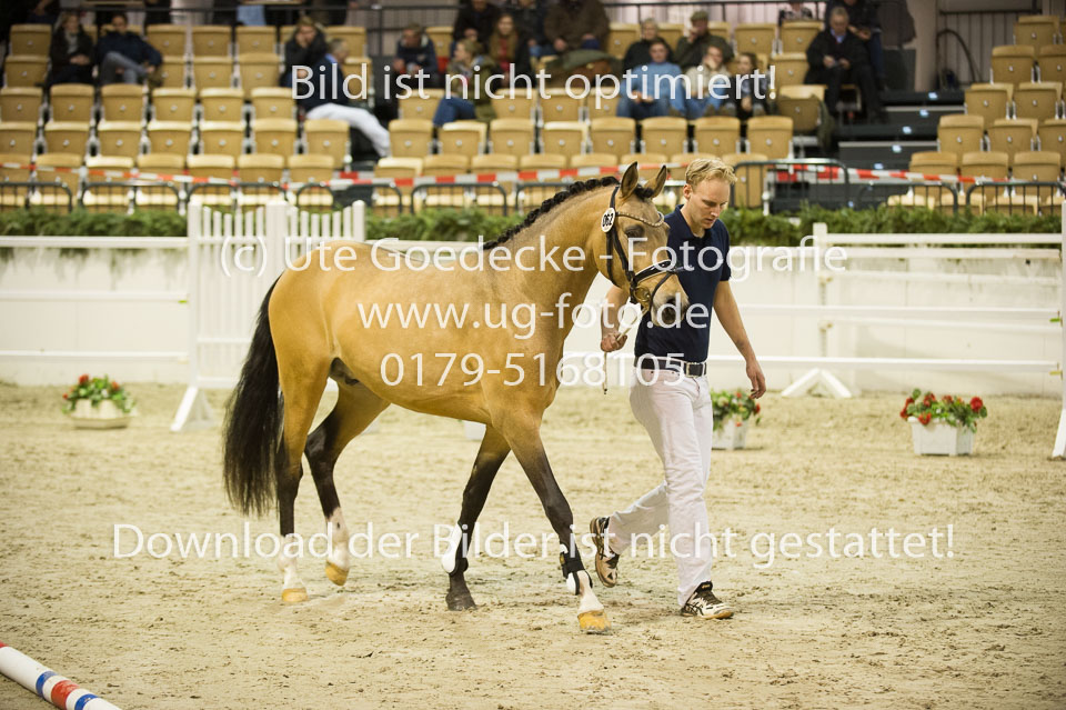 Steendieks-Dream-of-Gold_05.jpg