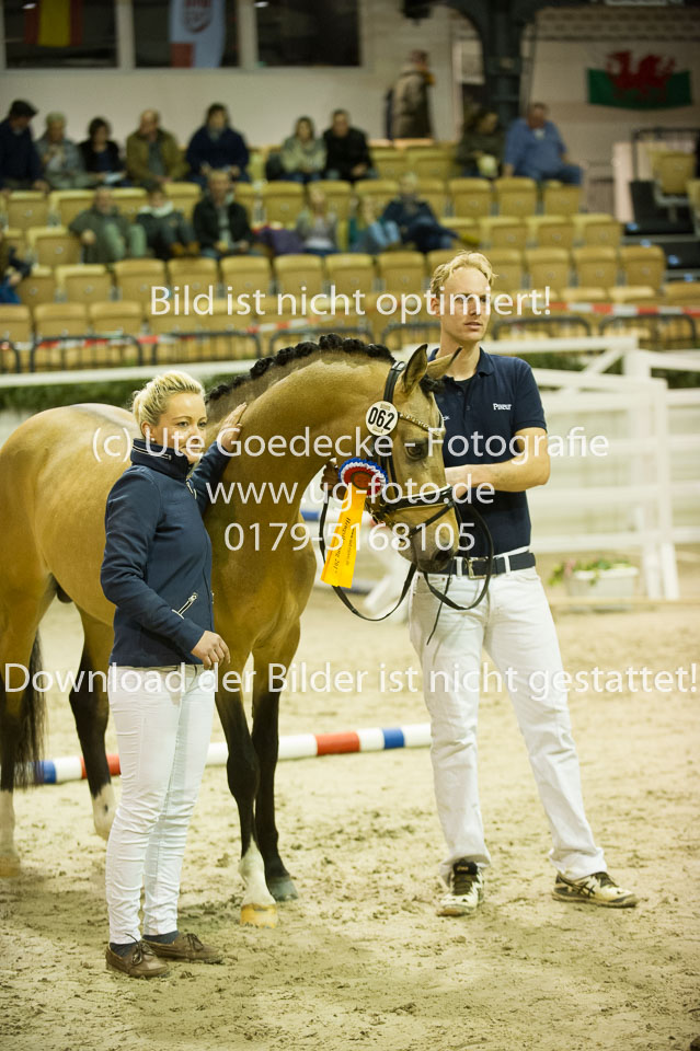 Steendieks-Dream-of-Gold_08.jpg