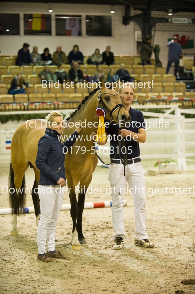 Steendieks-Dream-of-Gold_10.jpg