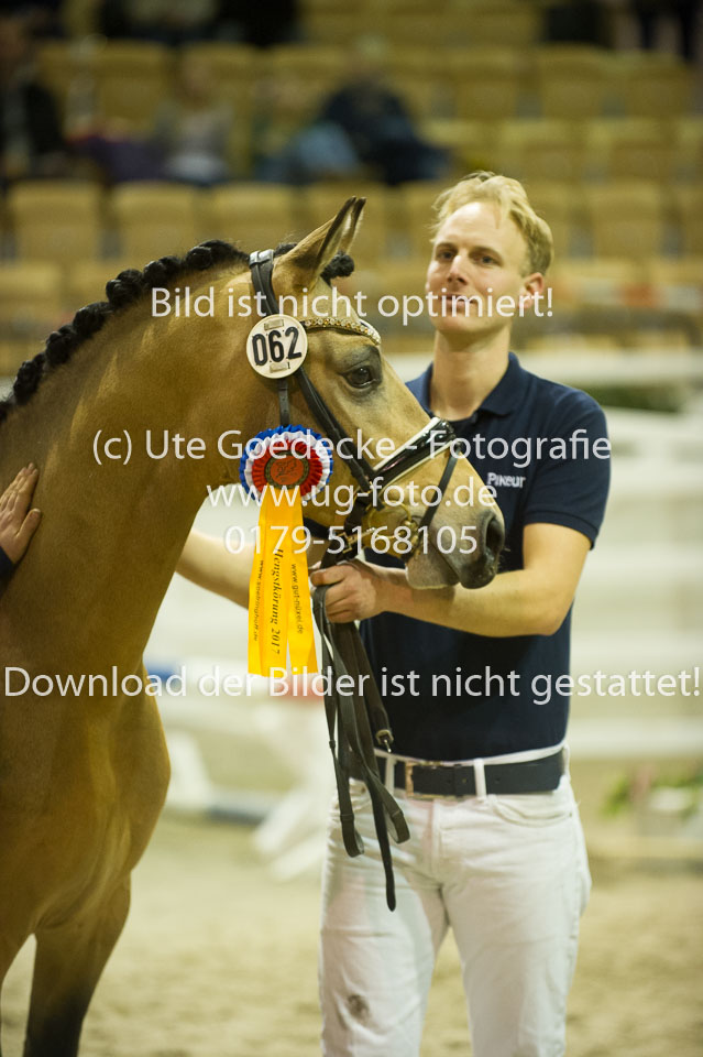Steendieks-Dream-of-Gold_11.jpg