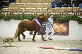 Amadeus-vom-Heesberg_20.jpg