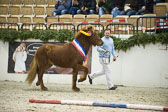Amadeus-vom-Heesberg_21.jpg