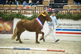 Amadeus-vom-Heesberg_22.jpg