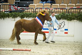 Amadeus-vom-Heesberg_23.jpg
