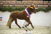 Amadeus-vom-Heesberg_46.jpg