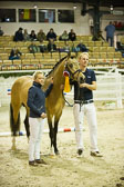 Steendieks-Dream-of-Gold_09.jpg