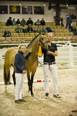 Steendieks-Dream-of-Gold_10.jpg