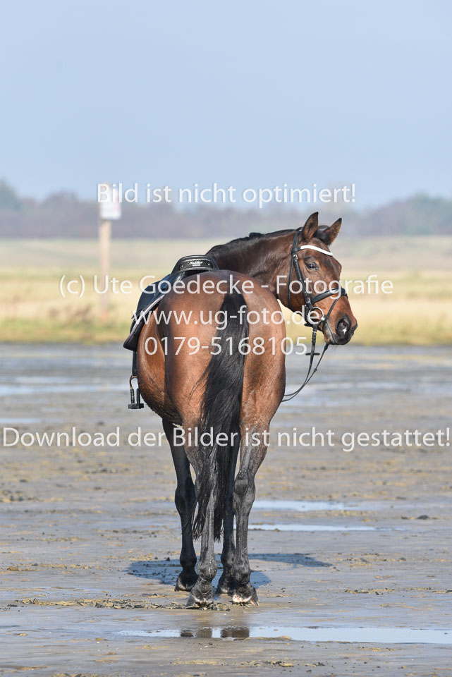 St-Peter-Ording-1-2-_85.jpg