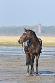 St Peter ording 1-2