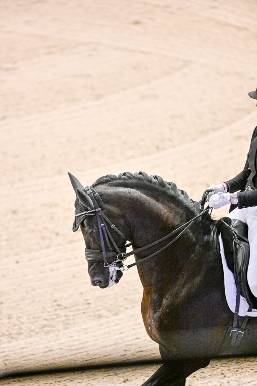  | Nekemann, Denise - Boston Sth - KWPN_12 