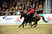 Showwettkampf der Reitvereine