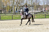 Springpferde L