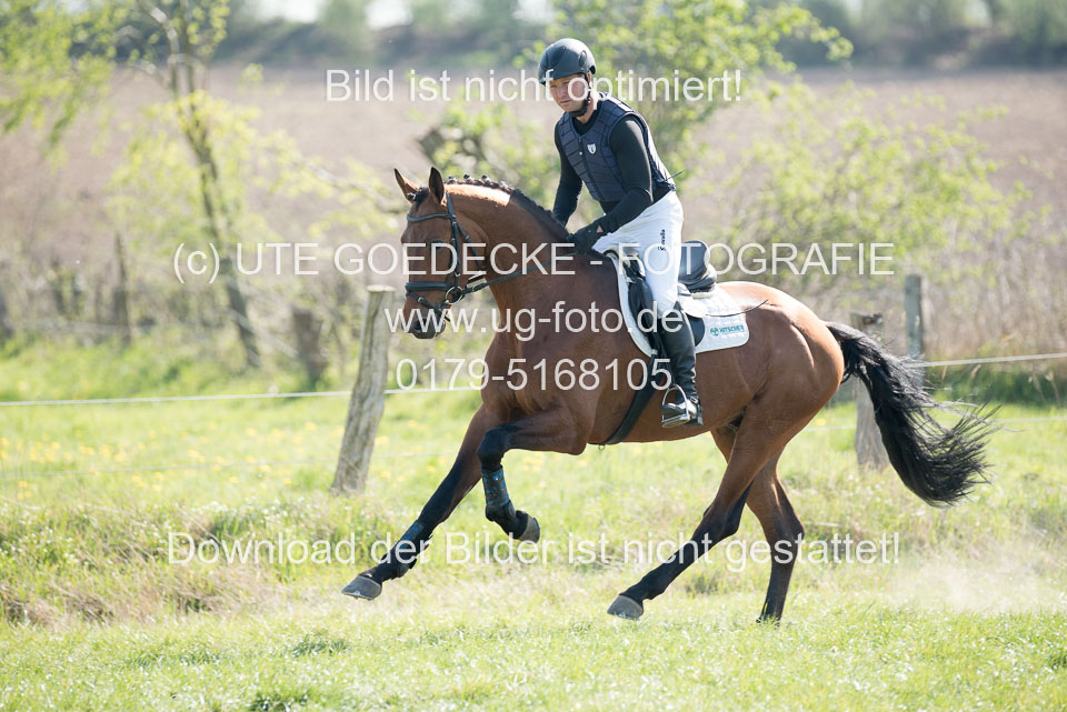 24042019--Springpferde-L_163.jpg