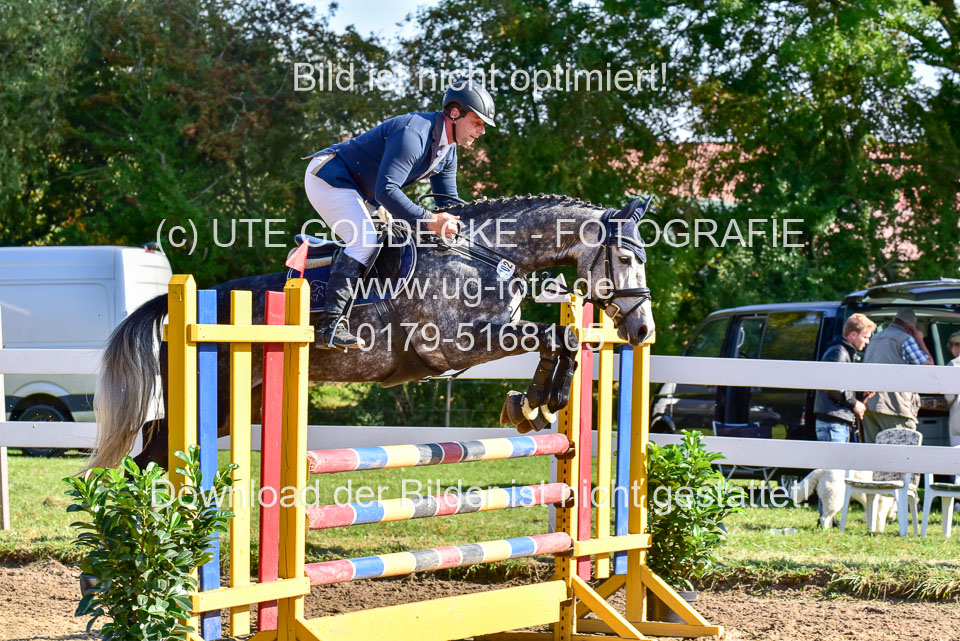 011020---Springpferde-L_010.jpg