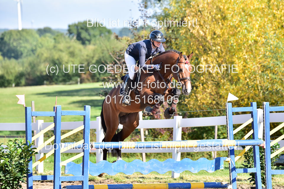 011020---Springpferde-L_034.jpg