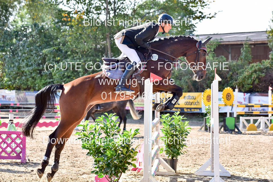 011020---Springpferde-L_085.jpg