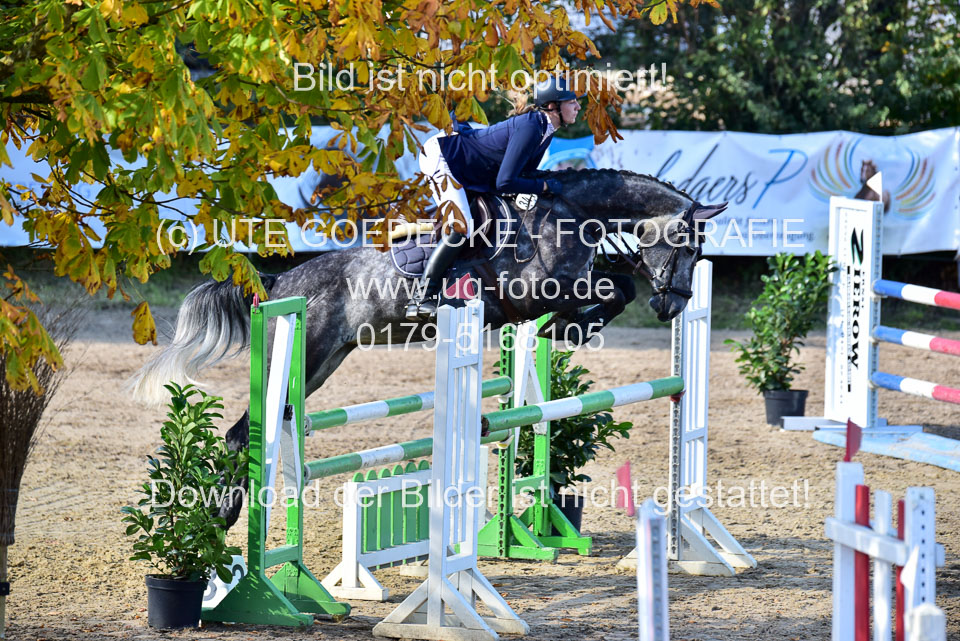 011020---Springpferde-L_092.jpg