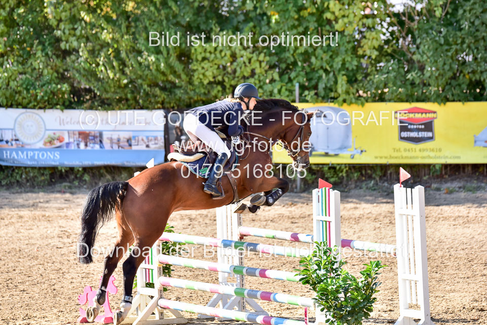 011020---Springpferde-L_099.jpg