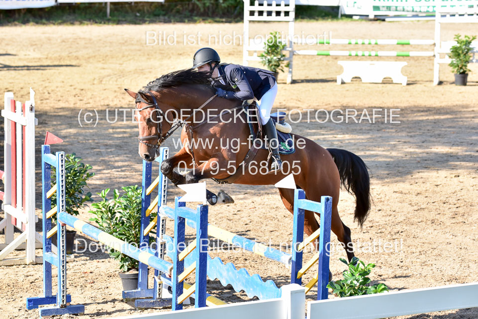 011020---Springpferde-L_101.jpg