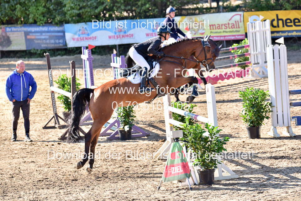 011020---Springpferde-L_102.jpg