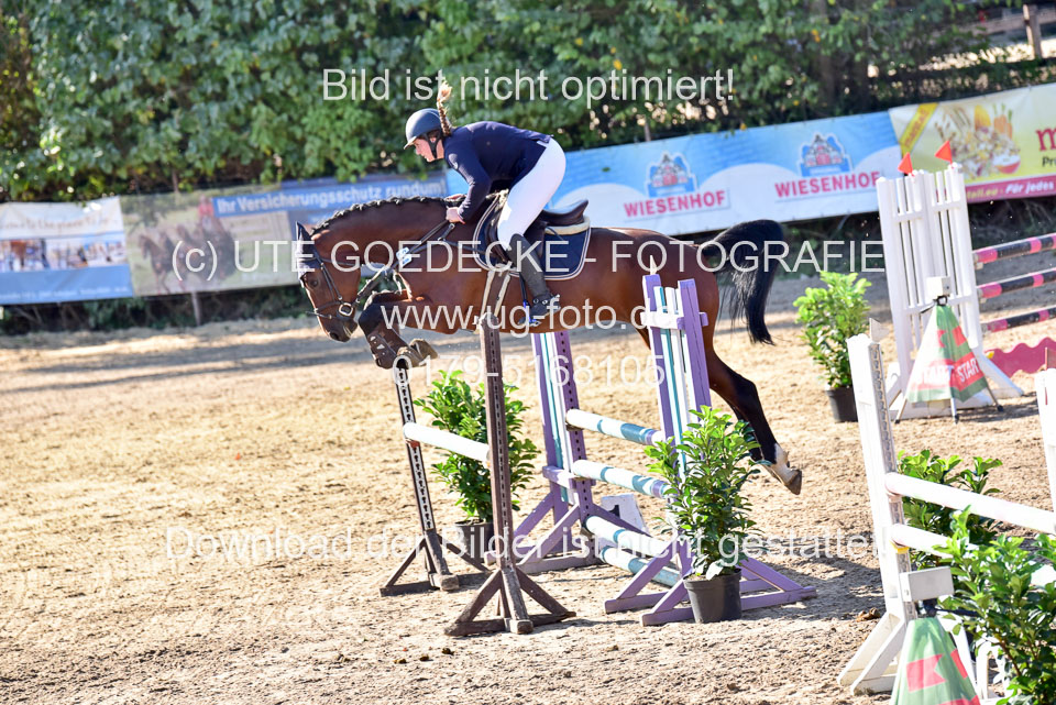 011020---Springpferde-L_104.jpg