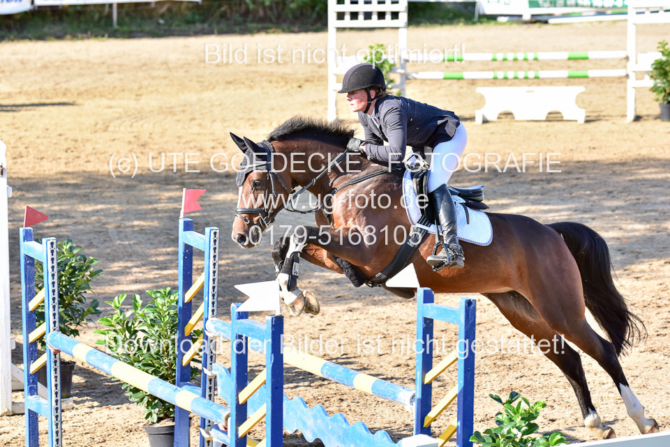 011020---Springpferde-L_110.jpg