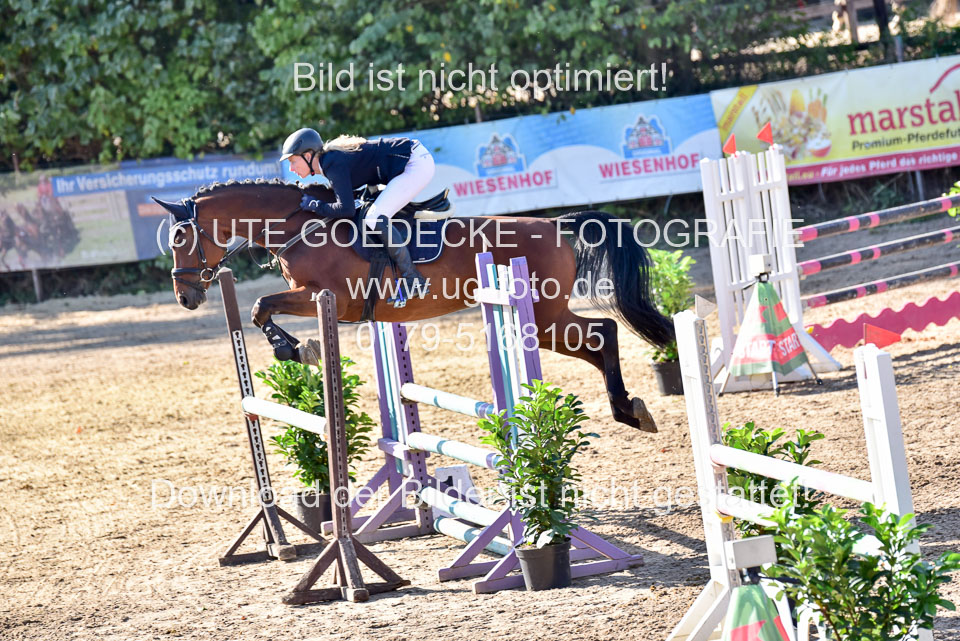 011020---Springpferde-L_112.jpg