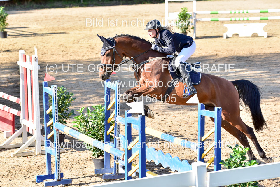 011020---Springpferde-L_114.jpg