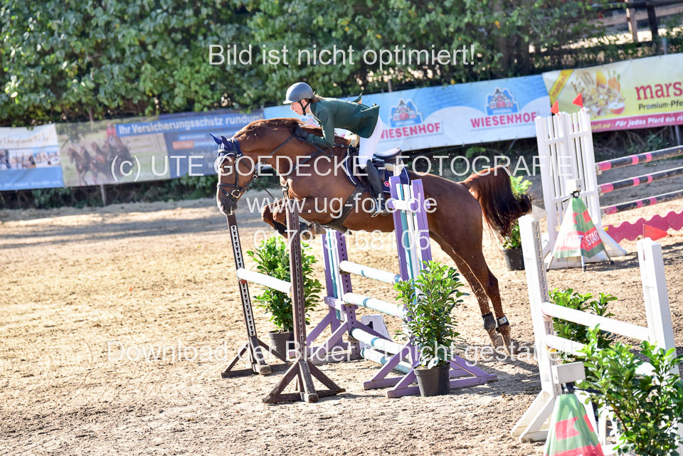 011020---Springpferde-L_115.jpg