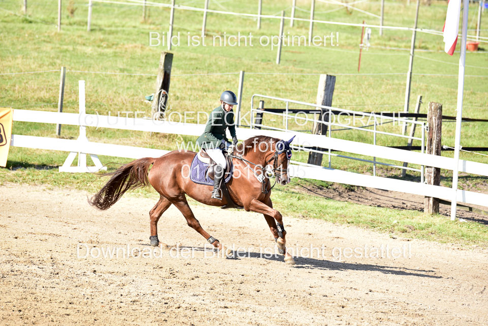 011020---Springpferde-L_118.jpg