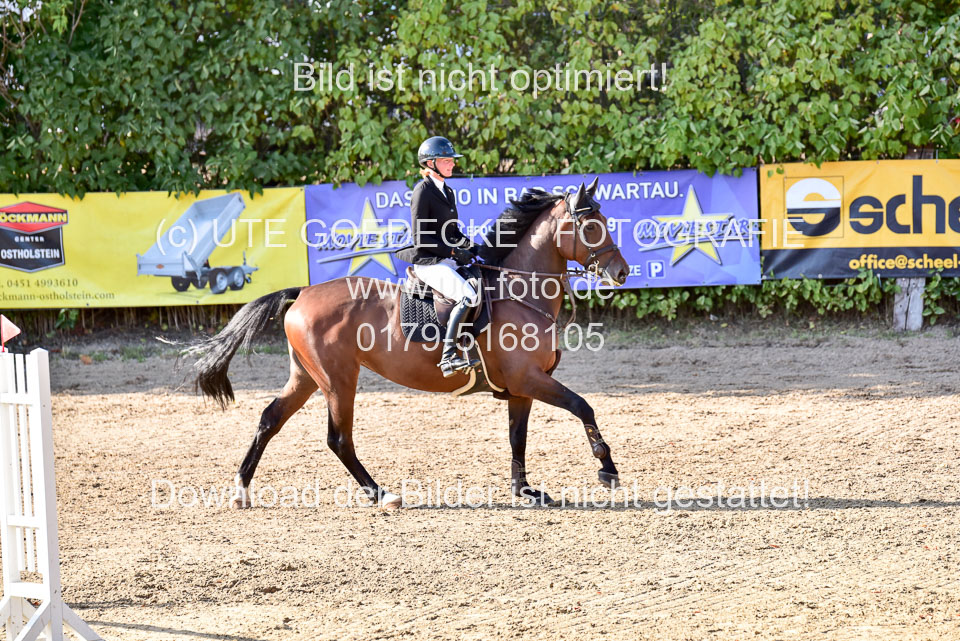 011020---Springpferde-L_127.jpg