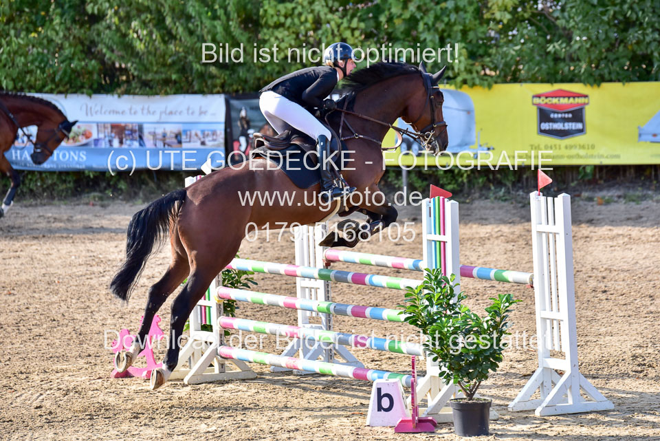 011020---Springpferde-L_128.jpg