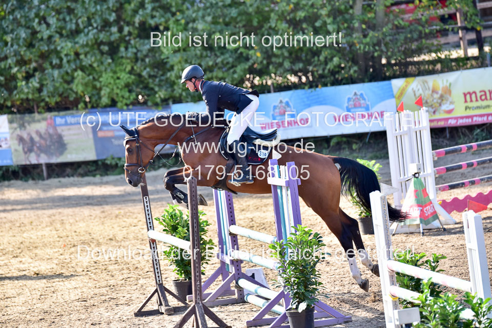 011020---Springpferde-L_132.jpg