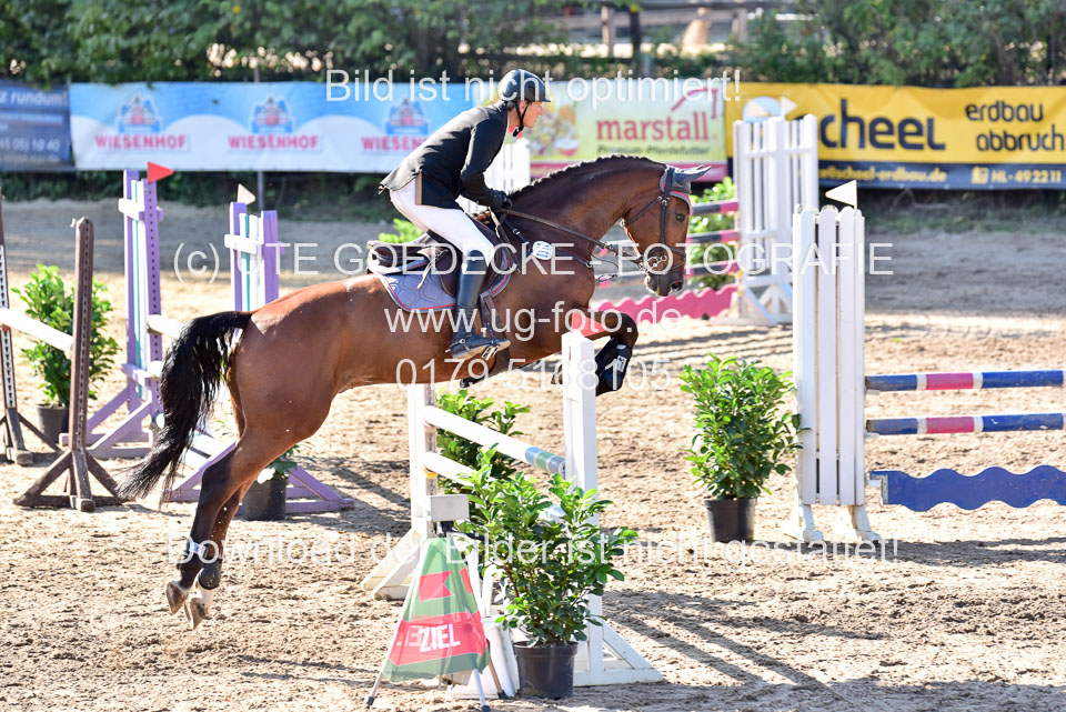 011020---Springpferde-L_141.jpg