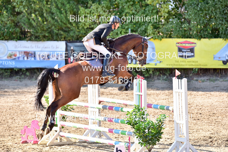 011020---Springpferde-L_142.jpg
